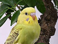 Budgerigar.jpg