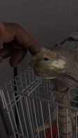 cockatiel.jpeg