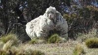 australia_sheep_feat.jpg