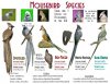 Mousebird-Species-ILLUS.jpg