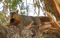 Mama Squrriel in tree with nut in mouth.jpg