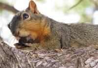 Mama Squrriel in tree with nut in mouth nut dust.jpg Mama Squrriel in tree with nut in mouth nut dust.jpg