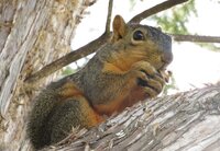 Mama Squrriel in tree with nut in hands husk coming off.jpg