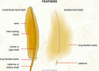 058 Feathers.jpg
