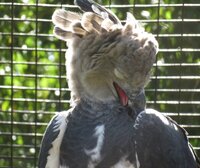 Harpy Eagle tongue showing while preening.JPG
