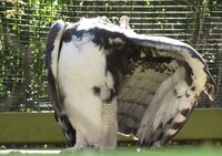 Harpy Eagle preening wing out .JPG