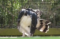 Harpy Eagle preening tail flared.JPG