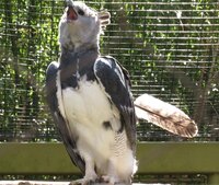Harpy Eagle screaming with feather out.JPG