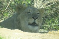 Male cub Dallas Zoo roaring.jpg