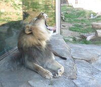 Male lion yawning.jpg