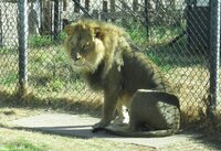 Male Lion sitting in the sun.jpg