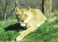 Lioness tongue out looking right at me.jpg