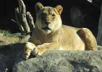 Lioness on the rock 8 looking right at me.jpg