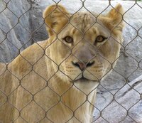 Lioness staring at me close up 2.jpg