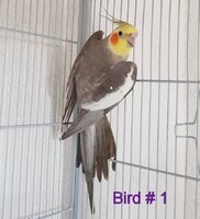 Bird1.jpg