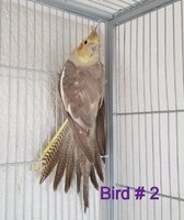 Bird2.jpg