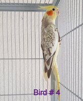 Bird4.jpg