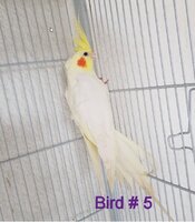 Bird5.jpg