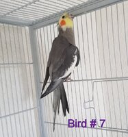 Bird7.jpg