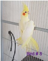 Bird8.jpg