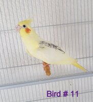 Bird11.jpg