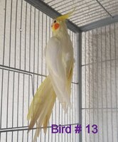 Bird13.jpg