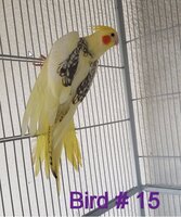 Bird15.jpg