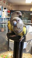 Ruppell's parrot-Yellow.jpg