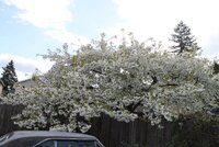 Cheery tree in bloom 2.jpg