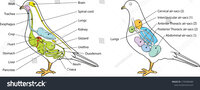 stock-vector-the-illustration-shows-basic-pigeon-anatomy-with-nine-air-sacs-1739489489.jpg