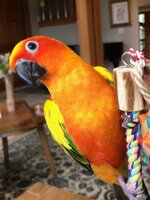 Lily on parrot stand.jpg