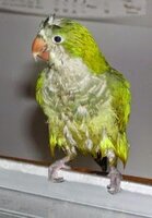 description_image_quaker-parrot-bath-811834-l-208x300.jpg