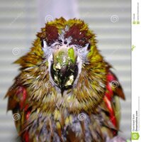 wet-parrot-hahn-s-macaw-diopsittaca-nobilis-shower-fresh-food-chop-his-beak-57626489.jpg
