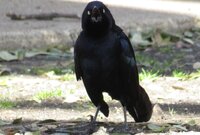 Male Grackle screaming.jpg