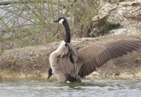 Canadian Goose with wings out.jpg