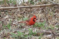 Cardinal among the leaves.jpg