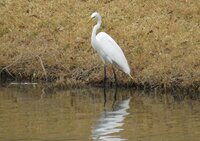 Egret at pond.jpg