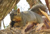 Momma squrriel on tree branch eating nut.jpg