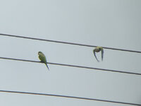 Quakers on a wire.jpg