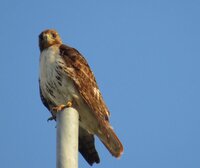 Red tail in the morning sun looking at me edit.jpg