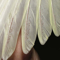 Feather-lice-in-a-budgerigar-Melopsittacus-undulatus_Q640.jpg