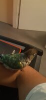 new wing feathers.jpg