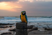 2022-09-01 By the Sea - Macaw (8).jpg