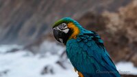 2022-08-16 By the Sea - Macaw (13).jpg