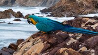2022-08-16 By the Sea - Macaw (15).jpg
