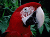 Greenwing_macaw_Hammerhead.gif
