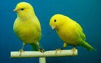 canary-deployment-styles.jpg