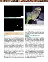 PG 160 Current Therapy in Avian Medicine and Surgery - Brian L. Speer.jpg
