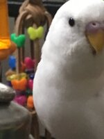 Marzipan - hard to photograph.JPG Marzipan - hard to photograph.JPG