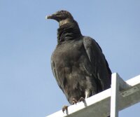 Black vulture in the sun edited.jpg